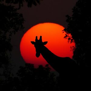 Gewaltfreie Kommunikation